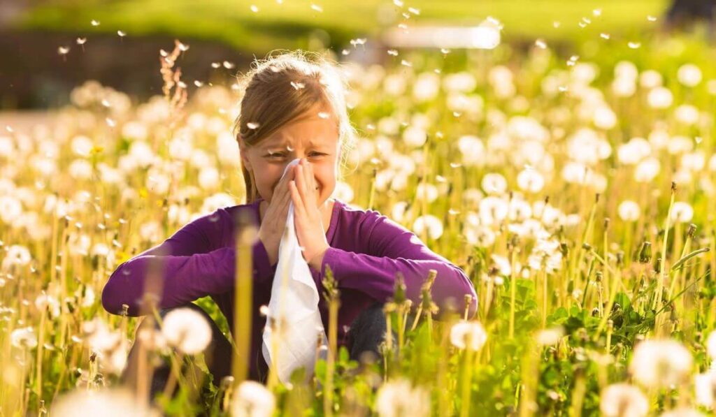 Η σπιρουλίνα κατά των αλλεργιών