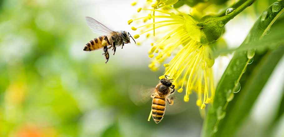 Δύο μέλισσες πετάνε δίπλα σε ένα κίτρινο λουλούδι
