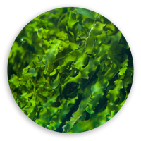 6.photo-1-spirulina